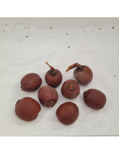 Fruit du palmier bâche (Mauritia flexuosa)