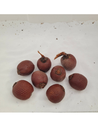 Fruit du palmier bâche (Mauritia flexuosa)