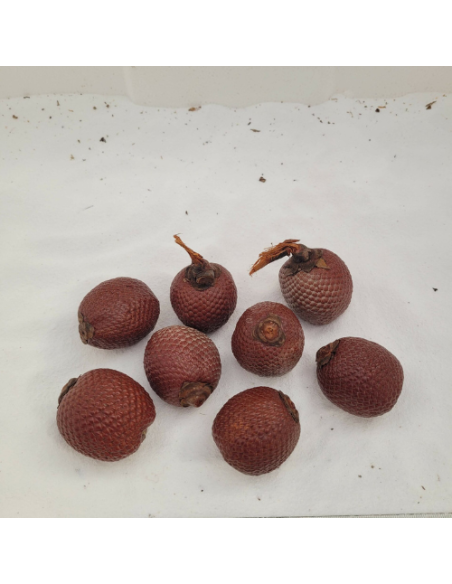 Fruit du palmier bâche (Mauritia flexuosa)
