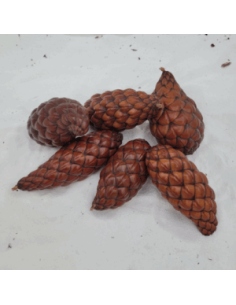 Fruit du palmier raphia (Raphia farinifera)