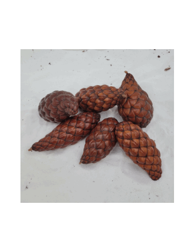 Fruit du palmier raphia (Raphia farinifera)