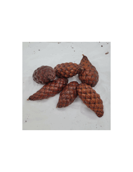 Fruit du palmier raphia (Raphia farinifera)