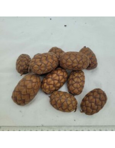 Fruit du palmier raphia (Raphia taedigera)