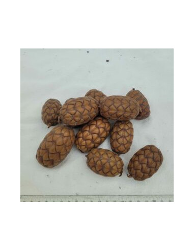 Fruit du palmier raphia (Raphia taedigera)