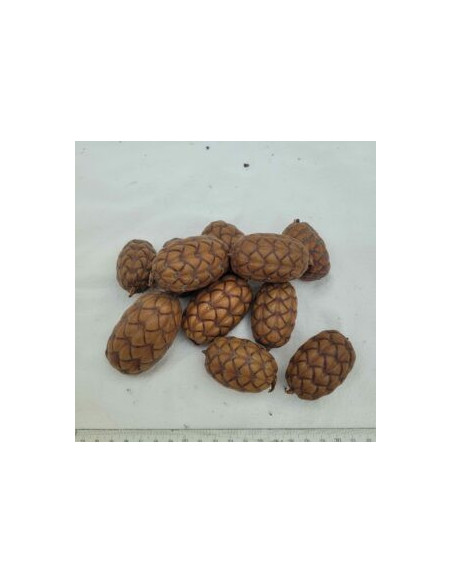 Fruit du palmier raphia (Raphia taedigera)