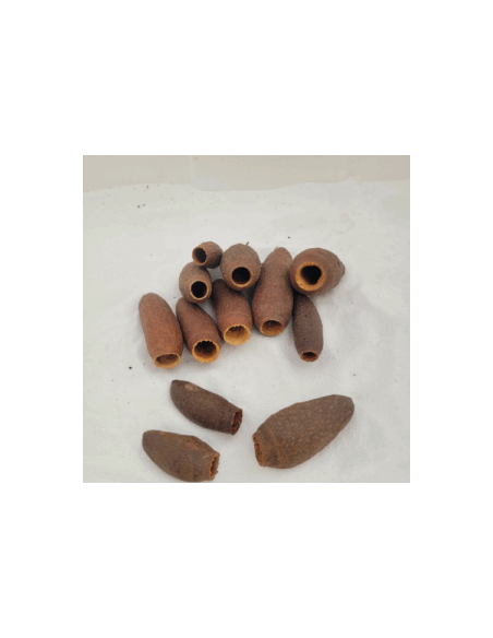 Gousse de Cariniana legalis 5-7cm
