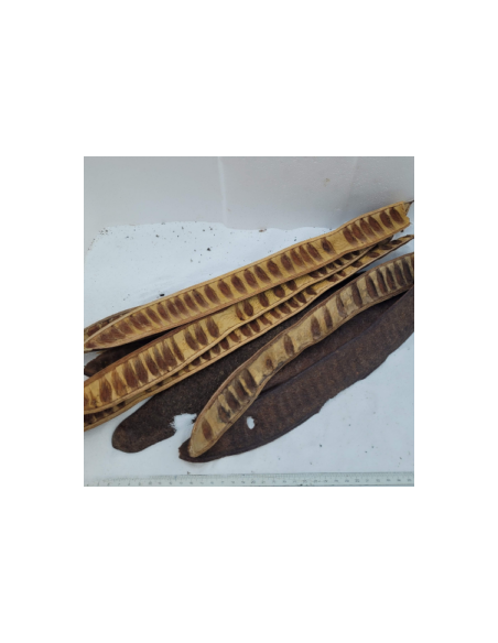 Gousses d'Inga 30-40cm