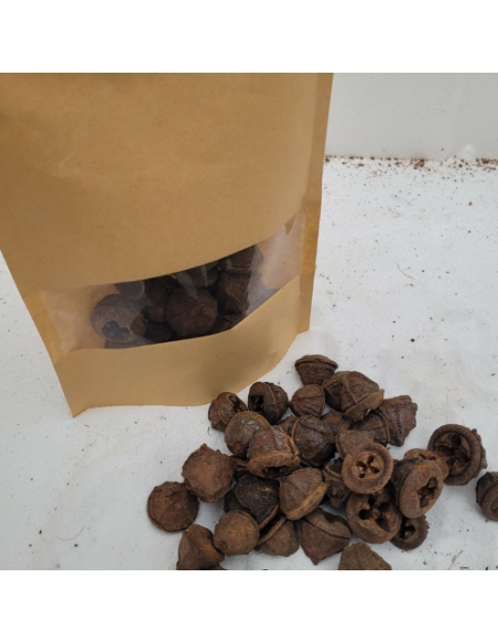 Gousses d'eucalyptus +/-50gr sous kraft