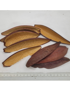 Gousses de Canoinhas