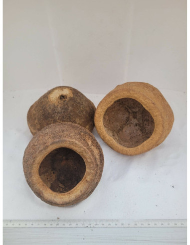 Gousses de Sapucaia 11-13cm
