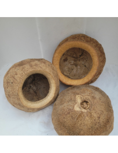 Gousses de Sapucaia 17-18cm