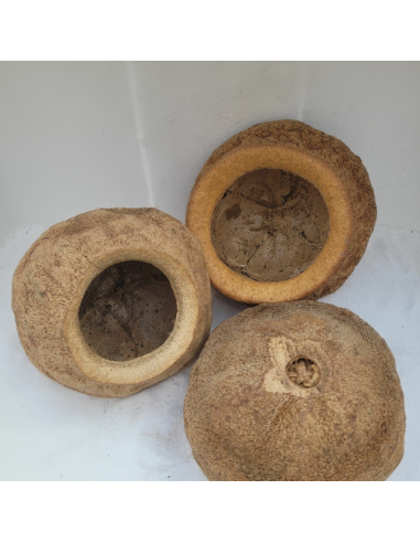 Gousses de Sapucaia 17-18cm