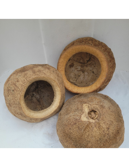 Gousses de Sapucaia 17-18cm