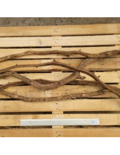 Lianes medium 1m