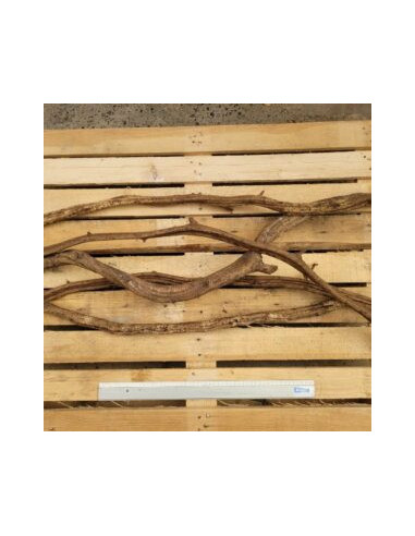 Lianes medium 1m