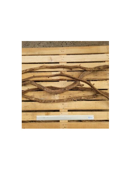 Lianes medium 1m