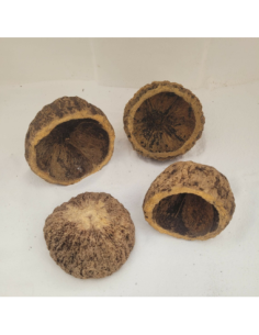 Noix d'ourico Noix d’ourico