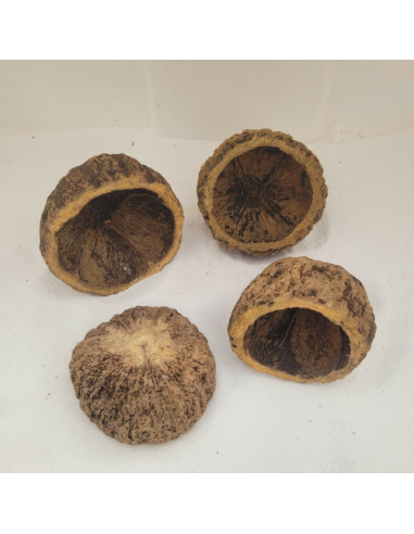 Noix d'ourico Noix d’ourico