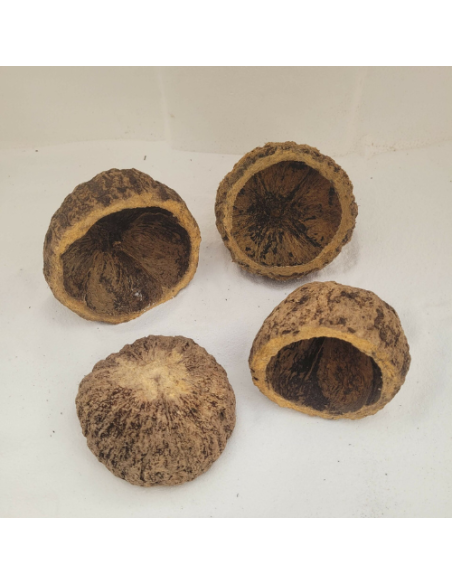 Noix d'ourico Noix d’ourico