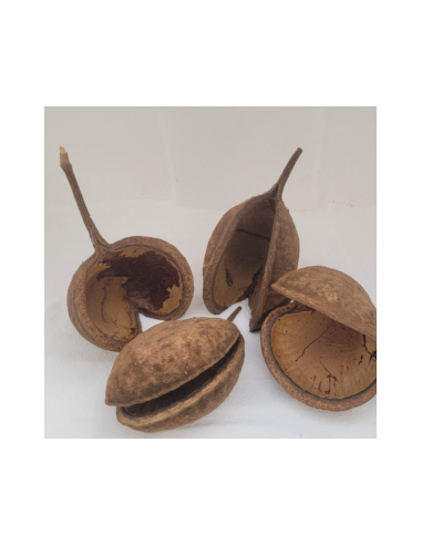 Noix de Bouddha 8-12cm