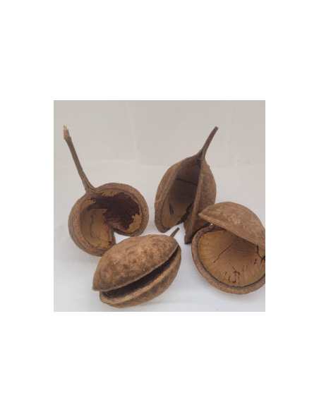 Noix de Bouddha 8-12cm