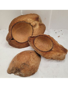 Noix de coco 1/2 Horizontal avec ecorce