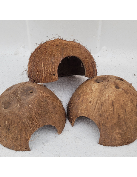 Noix de coco 1/2 Vertical avec ecorce
