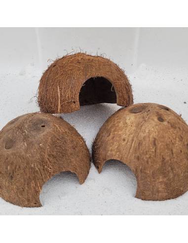 Noix de coco 1/2 sans écorce avec trou latéral