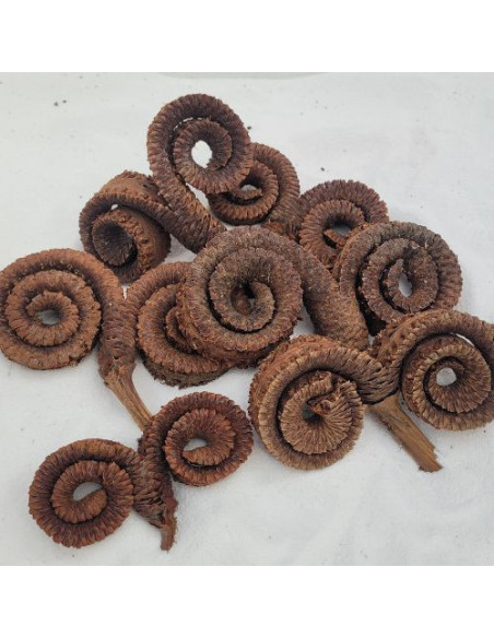 Palm ring (Anneaux de palmiers)