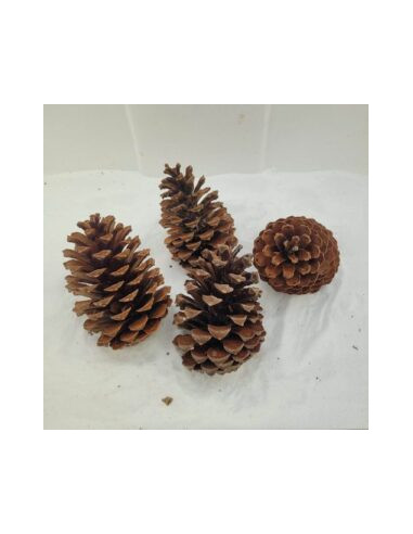 Pomme de pin (Maritime)