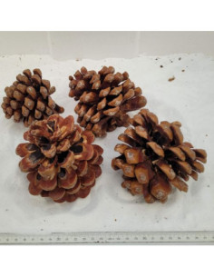 Pomme de pin (Pinus pinea)