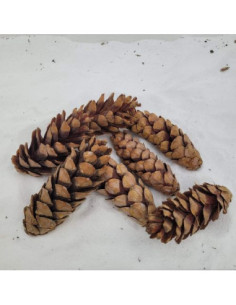 Pomme de pin (Pinus strobus)
