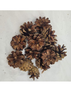 Pomme de pin (Pinus sylvestris)
