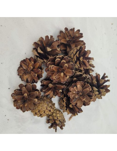Pomme de pin (Pinus sylvestris)