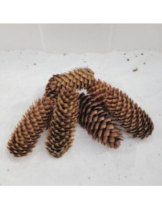 Pomme de pin (Sapin)