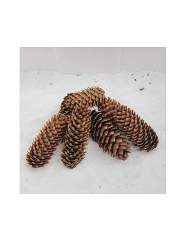 Pomme de pin (Sapin)