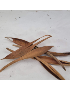 Spathes de cocotier S 15-20cm