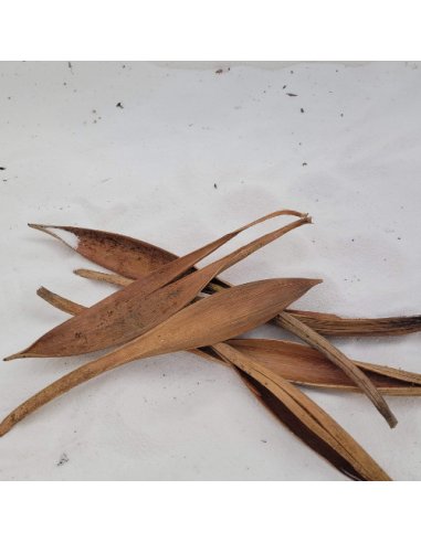Spathes de cocotier S 15-20cm