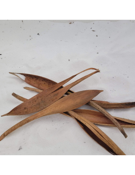 Spathes de cocotier S 15-20cm