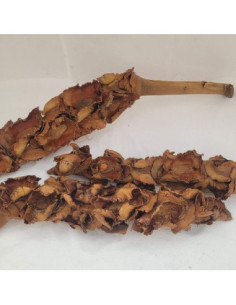Tiges de Palmiers 30-50cm (Cocos nucifera)