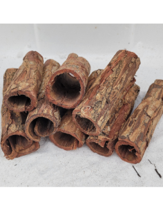 Tube d'écorce de Catappa 10-15cm diam 3-4cm