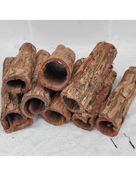 Tube d'écorce de Catappa 10-15cm diam 3-4cm