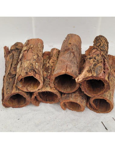 Tube d'écorce de Catappa 10-15cm diam 4-5cm