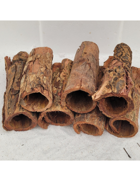 Tube d'écorce de Catappa 10-15cm diam 4-5cm