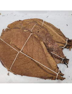 feuille Feuille de catappa 25-30cm +/-20pcs