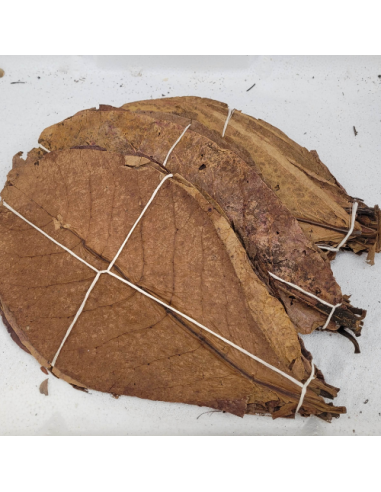 feuille Feuille de catappa 25-30cm +/-20pcs