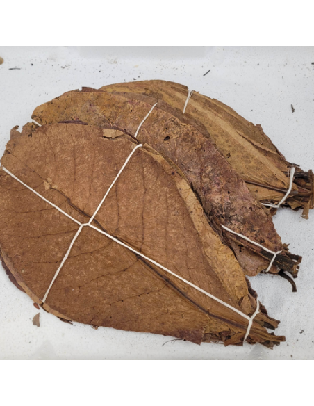 feuille Feuille de catappa 25-30cm +/-20pcs