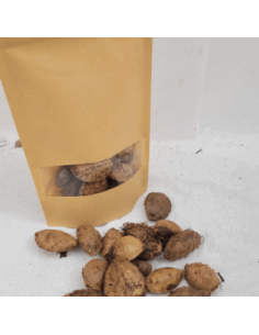 gousse cosse Graines de cattapa +/-50gr sous kraft