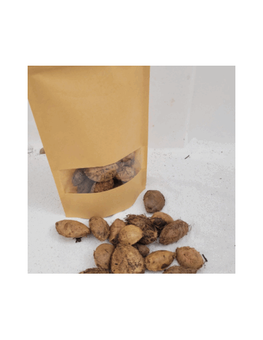 gousse cosse Graines de cattapa +/-50gr sous kraft