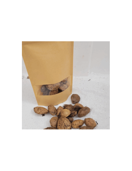 gousse cosse Graines de cattapa +/-50gr sous kraft